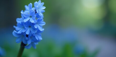 Fototapeta premium Single blue hyacinth stem, soft focus background, background, bloom, plant
