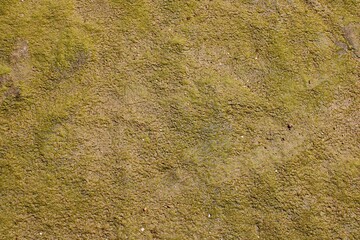 Moss-covered rock surface texture in natural light, ideal for backgrounds or design use