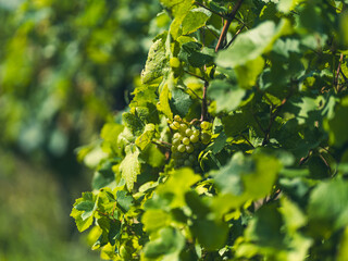 green grape leaves