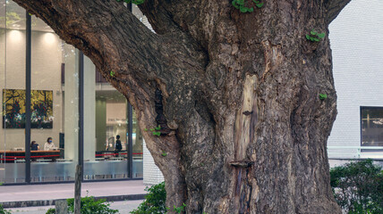 大イチョウの幹