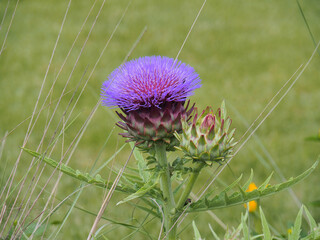 アーティチョークの花