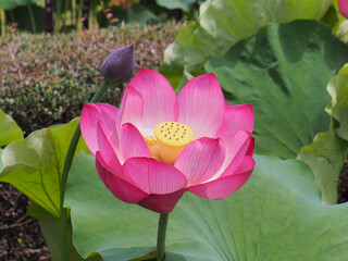 蓮の花のある風景