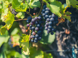blue grapes in green vineyard 