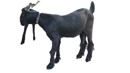 Daira Din Panah Goat (Capra aegagrus hircus) Isolated on a White Background with Copy Text Space. Traditional Domestic Goat Breed Element for Farm Posters, Cultural Themes, and Nature-Inspired Designs