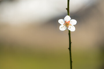 一輪の梅の花をマクロレンズでクローズアップ撮影