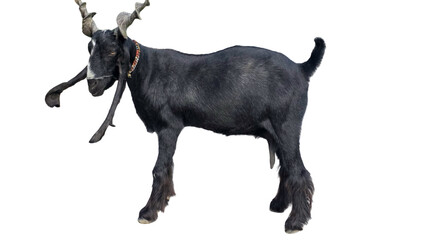 Daira Din Panah Goat (Capra aegagrus hircus) Isolated on a White Background with Copy Text Space. Traditional Domestic Goat Breed Element for Farm Posters, Cultural Themes, and Nature-Inspired Designs