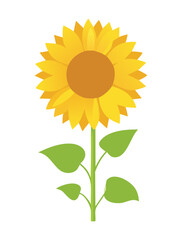 Single Sunflower Plant with Green Leaves and a Large Yellow Bloom, Ideal for Summer or Garden Themed Graphics	