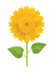 Simple and cheerful full sunflower illustration on a green stalk with leaves, against a white background	
