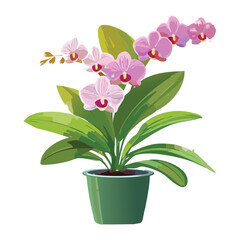 Beautiful Pink and White Potted Orchid Plant.