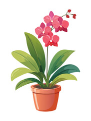 Potted Orchid Flower with Pink and Red Blossoms