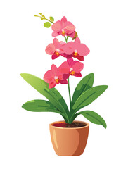 Beautiful Pink Phalaenopsis Orchid Houseplant in a Pot