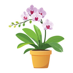 Potted Orchid Flower with Pink and White Blossoms and Green Leaves