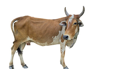 Desi Cow Isolated on a White Background with Copy Text Space. Traditional Domestic Cattle Element for Farm Posters, Cultural Themes, and Nature-Inspired Designs. PNG File