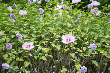 紫の公園の花