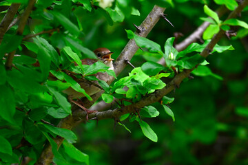 Nachtigall // Nightingale (Luscinia megarhynchos) 