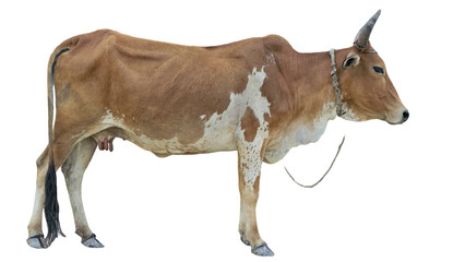 Desi Cow Isolated on a White Background with Copy Text Space. Traditional Domestic Cattle Element for Farm Posters, Cultural Themes, and Nature-Inspired Designs. PNG File