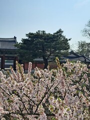 Traditional Korean architecture with roof tiles and spring cherry blossom flowers in full bloom, evergreen pine trees under the blue sky