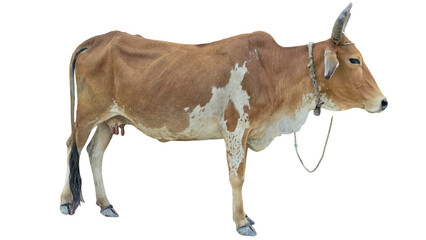 Desi Cow Isolated on a White Background with Copy Text Space. Traditional Domestic Cattle Element...