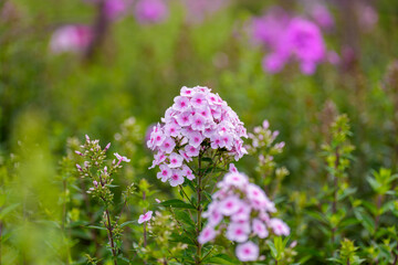 Close-up photo of pink phlox flowers in full bloom in spring.