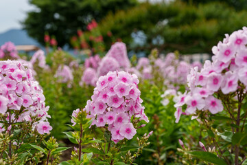 Close-up photo of pink phlox flowers in full bloom in spring.