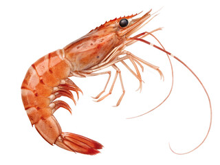 Cooked Shrimp Isolated on a White Background