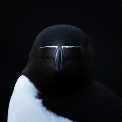 Razorbill, close-up of the head against a black background