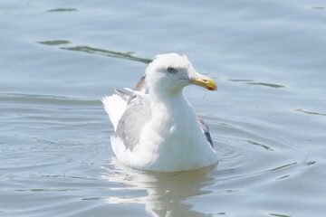 Obraz premium 水に浮かぶセグロカモメ
