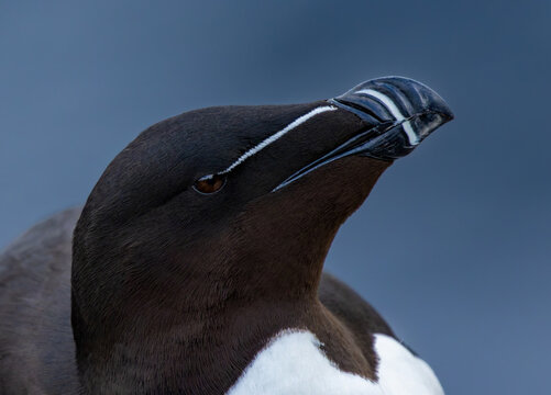 Razorbill, side view of the head