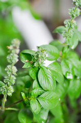 Ocimum basilicum Linn, Sweet Basil orThai Basil or LABIATAE or LAMIACEAE plant