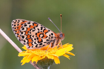 Closeup on a colorful Lesser Spotted Fritillary butterfly, Melitaea trivia on a yellow flower