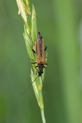 Vertical closeup on a  Oedemeridae beetle with slender and elongated body, Oedemera femorata