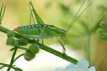 Closeup on a Fuss' Bright Bush-Cricket, Poecilimon fussii hiding in the vegetation