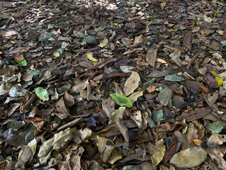 Background of ground soil, stones and dry leaves