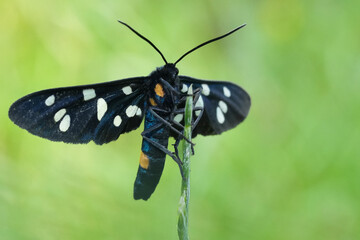 Facial closeup on a diurnal yellow belted burnet moth, Amata phegea against green background