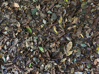 Background of ground soil, stones and dry leaves