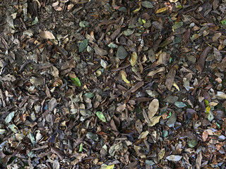 Background of ground soil, stones and dry leaves