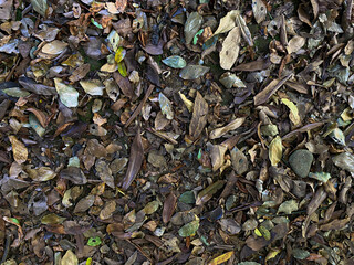 Background of ground soil, stones and dry leaves