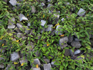 Pile of cube concrete blocks covered by vines plant