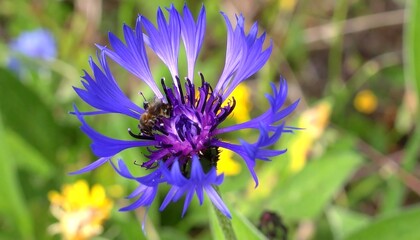Vibrant close-up of a deep blue cornflower with a bee, showcasing detailed petals and a blurred background of greenery and other flowers.