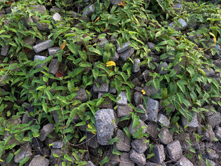 Pile of cube concrete blocks covered by vines plant