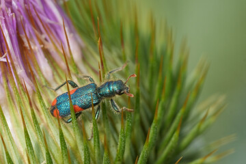 Closeup on a small vibrant colored four-spotted Bulgarian checkered beetle, Trichodes quadriguttatus