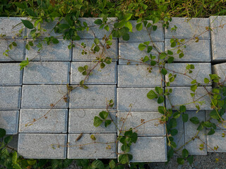 Wall of cube concrete blocks covered by vines plant