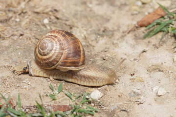 Closeup on the edible Roman snail or escargot, Helix pomatia