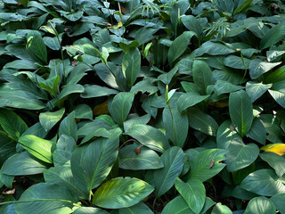 Group of spathiphyllum wallisii plant or peace lily, covering the ground