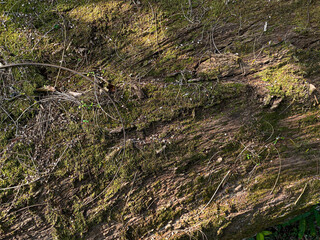 Close up texture of green moss on the surface of tree trunk