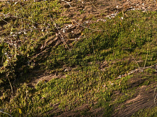 Close up texture of green moss on the surface of tree trunk