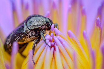 a giant flower beetle stay with pollen of the pink water lilly lotus