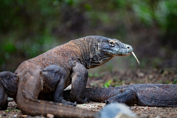 Male Komodo Dragon tongue flicking © Wildiaries