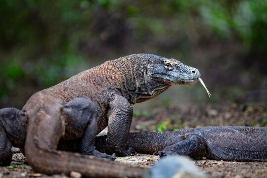 Male Komodo Dragon tongue flicking