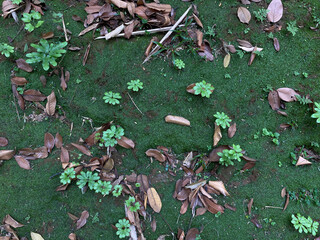 Mossy ground with scattered brown dry leaves